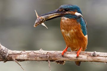 Ijsvogel met steur Kingfisher van Wim Wilmers