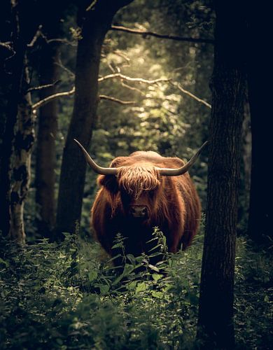 Schottische Highlander im Morgenlicht.