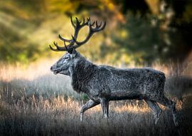 Oh, wie majestätisch er ist, der Rothirsch. von Karl Andrén