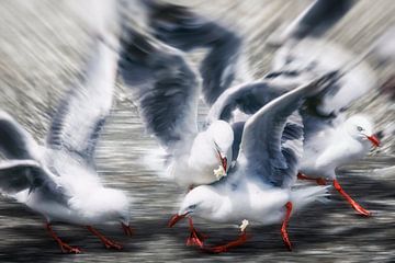 The seagulls by Chantal CECCHETTI
