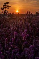 Sfeervol landschap zonsondergang
