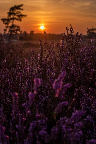 Atmospheric landscape sunset