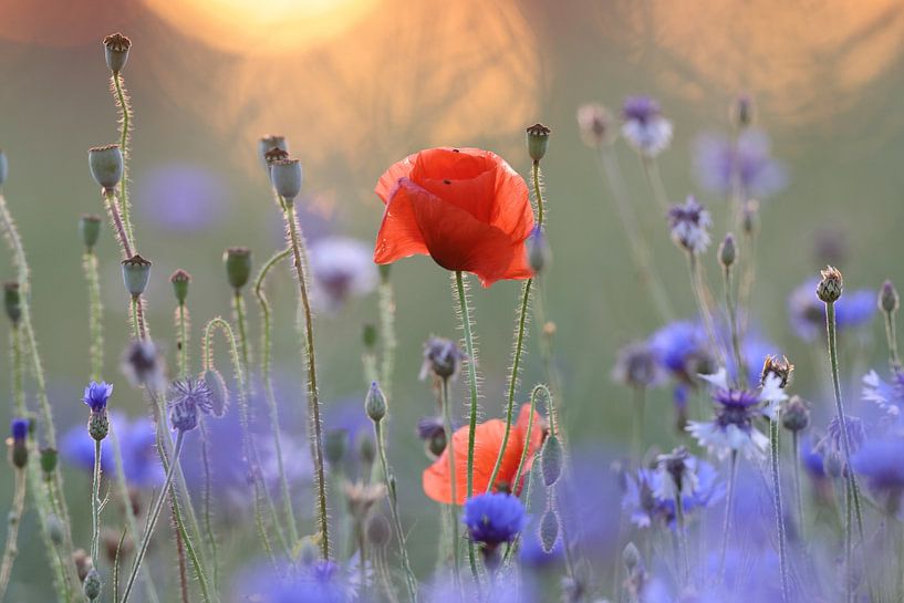 klaprozenveld in zonsondergang duitsland van Frank Fichtmüller