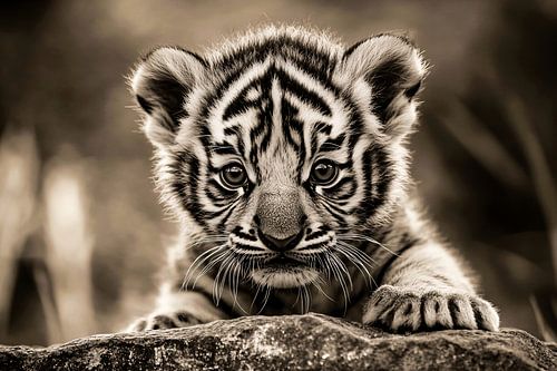 Close-up tijgerwelp in sepia