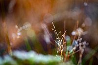 Cristaux de glace sur les plantes provenant de la rosée du matin