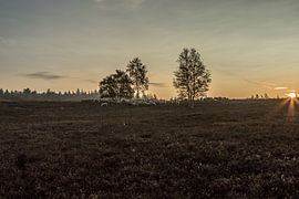 Frühmorgendlicher Spaziergang von Irma Huisman
