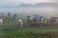 Cows in the morning mist