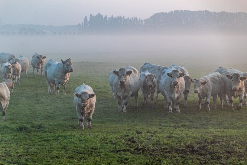 Cows in the morning mist by Ralf Bankert