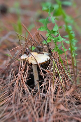  Up mushroom