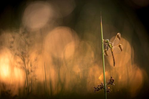 Bandheidelibel bei Sonnenuntergang