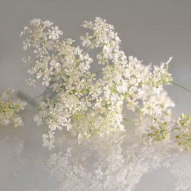 Fluitenkruid. Romantische droomwereld. Grijs met wit.