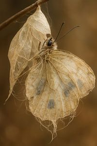 Schmetterling aus der Vergangenheit