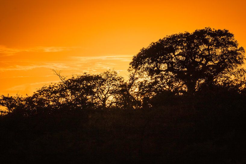 Lever de soleil dans la réserve animalière d'Umflozi, Afrique du Sud par Rob Reedijk