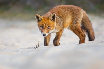 red fox cub sur Pim Leijen