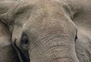 Close up van een Afrikaanse olifant van Achim Prill thumbnail