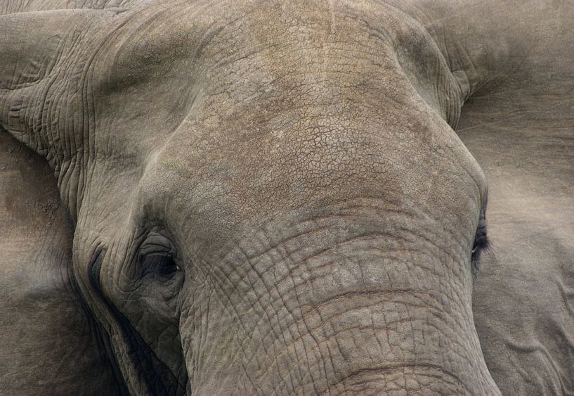 Close up van een Afrikaanse olifant van Achim Prill