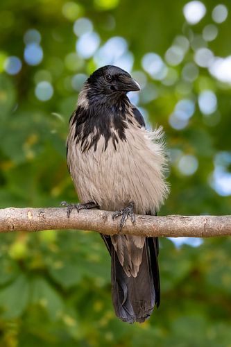 Portrait of the Hooded Crow