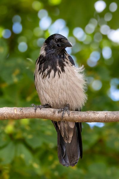 Portrait of the Hooded Crow by Teresa Bauer