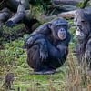 Zwei Schimpansen, die gemeinsam über etwas nachdenken von Joost Adriaanse