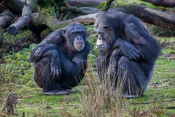 Zwei Schimpansen, die gemeinsam über etwas nachdenken