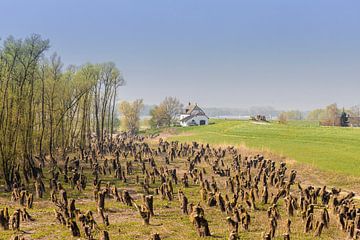 Flusslandschaft bei Zaltbommel von jaapFoto