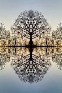 Transformation eines Baumes 1