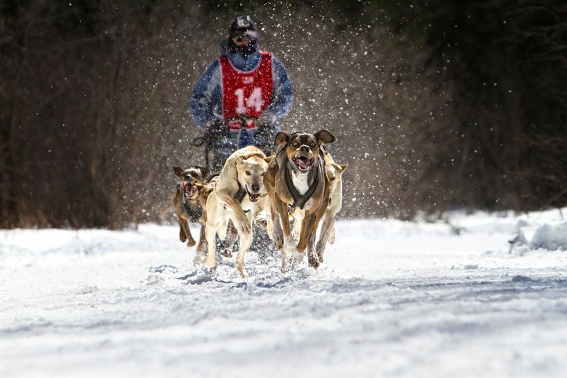 Chien d'attelage #14 van Renald Bourque