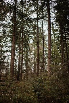 Overijssel-Wald im Wintergrün. von Holly Klein Oonk