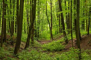 Het frisse groen in het bos.