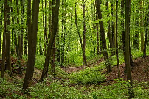 Het frisse groen in het bos.