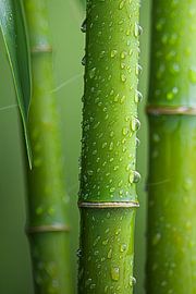 Zen bamboo by Poster Art Shop