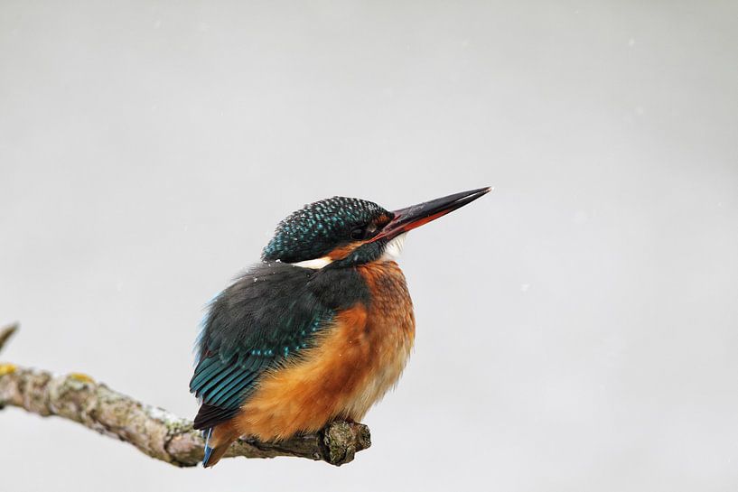 IJsvogel (Alcedo atthis) van Dirk Rüter