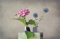 Hortensie