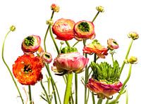 Ranunculus