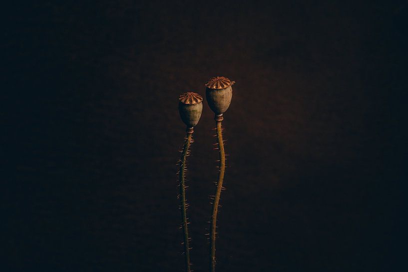 Mohnblume von Dorieke Haaima