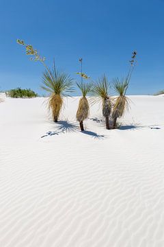 Wellenzeichnung der Dünen & Yucca, White Sands National Monument von Melanie Viola