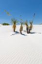 Golf tekening van de duinen en Yucca, White Sands National Monument van Melanie Viola thumbnail