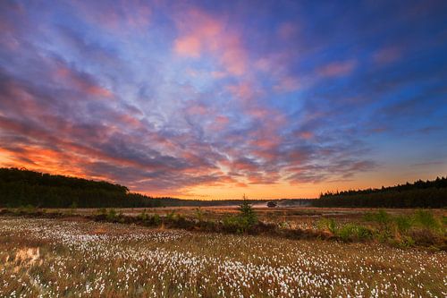 Veenpluis bij zonsopkomst
