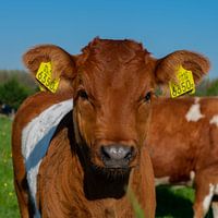 vache
