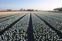 Sun strikes the tulips