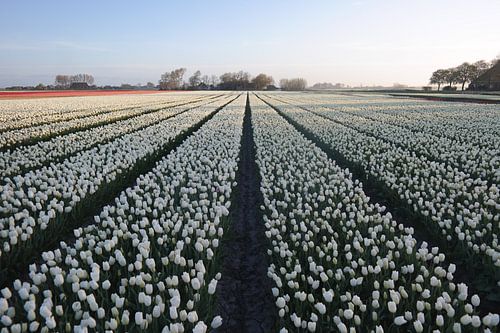 Die Sonne trifft die Tulpen
