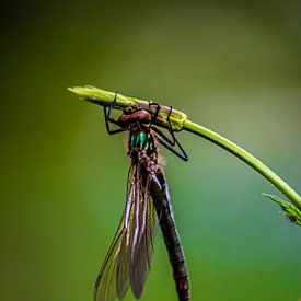 Dragonfly on a twig by Natasja Bittner