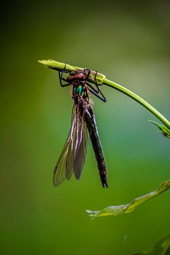 Dragonfly on a twig