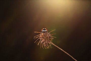 posing ladybird by Ribbi