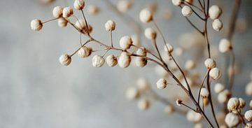 Dry Flower detail No 4 von Treechild