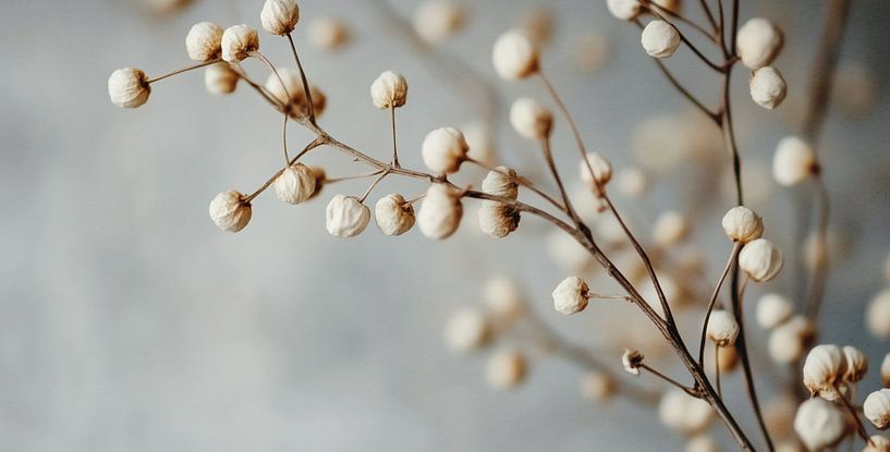 Dry Flower detail No 4 von Treechild
