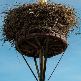 Ooievaar op nest van rosstek ®