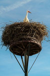 Cigogne au nid