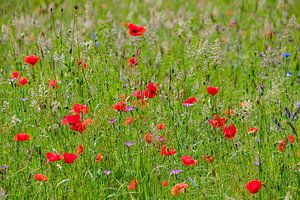 Poppies in a meadow