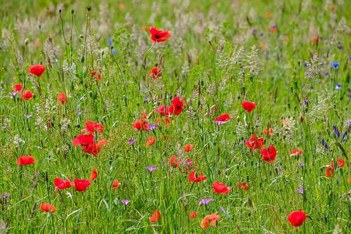 Poppies in a meadow